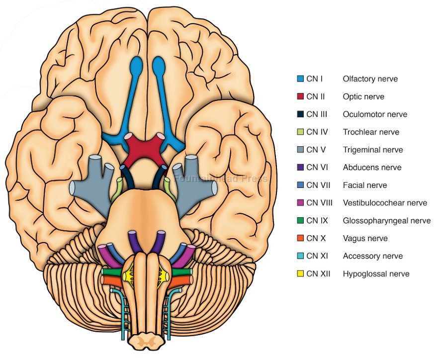 Anatomy Illustrations