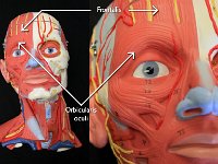 01 Frontalis-orbicularis : frontalis, orbicularis oculi, face muscle, eye muscle