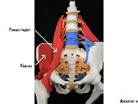 01 Psoas major-iliacus : iliacus, psoas major, thigh, pelvic and gluteal muscles