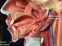 01 Sublingual-Submandibular-01 : sublingual gland, submandibular gland, saliva, oral cavity