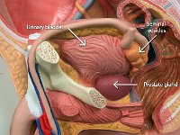 01 Urinary bladder-seminal vesicles-prostate gland-01 : seminal vesicles, urinary bladder, prostate gland, male reproductive system