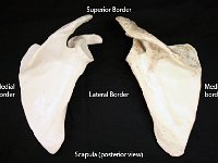 02 Superior border : superior border, medial border, lateral border, pectoral girdle