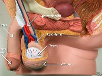 02 spermatic cord-penis-glas penis-epididymis-testes-scrotum : scrotum, testes, spermatic cord, penis, glans penis, epididymis