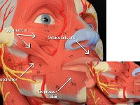 02 zgomaticus-buccinator-orbicularis-depressor : orbicularis oris, depressor labii, zygomaticus, buccinator, facial muscles