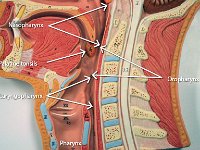 02 Nasopharynx-Oropharanx-Laryngopharynx-pharynx : palatine tonsils, nasopharynx, oropharynx, laryngopharynx, pharynx