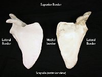 03 Superior Border 2 : superior border, medial border, lateral border, pectoral girdle
