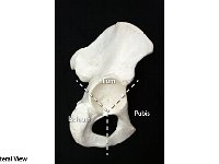 04 Illium-Pubis-Ischium-01 : ilium, ischium, pubis, pelvic girdle
