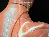 04 Levator scapulae : levator scapulae, scapula, shoulder muscle