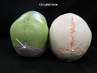 04 Occipital bone-01 : occipital, occipital bone, bottom, cranial bone, skull
