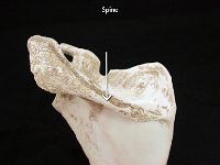 04 Spine : spine, scapula, posterior, pectoral girdle