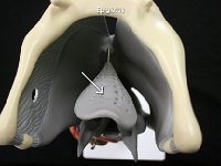 05 Epiglottis-01 : epiglottis, larynx, glottis, cartilage