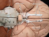 05 optic-olfactory tracts-optic chiasm-01 : olfactory tracts, optic tracts, optic chiasm, anatomy of human brain
