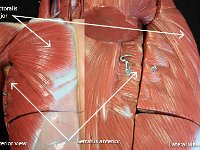 05 pectoralis-serratus-01 : pectoralis major, serratus anterior, anterior muscles, chest muscles