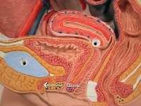 05.5 Clitoris-01 : clitoris, vagina, female reproductive system