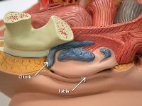 06 Clitoris-labia : clitoris, labia, vagina, female reproductive system