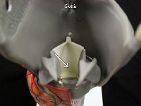 06 Glottis : glottis, larynx, trachea, vocal cords