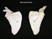 03 Superior Border 2 : subscapular fossa, scapula, anterior, pectoral girdle