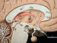 07 Pineal gland-corpus callosum-thalamus-hypothalamus-01 : pineal gland, corpus callosum, thalamus, hypothalamus