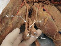 07 Spermatic cord-penis-testes-01 : testes, spermatic cord, penis, cat reproductive system
