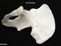 08 Ischial spine-01 : ischial spine, os coxa, pelvic girdle