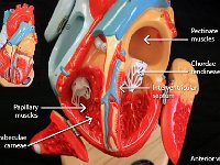 08 Pectinate-papillary muscles-trabeculae carneae-chordea tendineae-interventricular sptum : pectinate muscles, papillary muscles, trabeculae carnae, chordea tendineae, interventricular septum