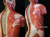 08 Trapezius-latissimus-dorsi-01 : trapezius, latissimus dorsi, chest and pelvic muscles, cat muscular system
