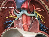 08 primary-secondary bronchi : primary bronchi, secondary bronchi, lungs, bronchial tree