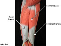 09 Biceps femoris-semtendinosus-semimembranosus : biceps femoris, semitendinosus, semimembranosus, upper leg muscles