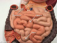 09 Duodenum-jejunum-ileum-01 : duodenum, jejunum, ileum, small intestine