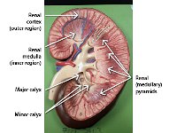 09 renal cortex-medulla-major-minor calyx-renal pyramids : renal cortex, renal medulla, major calyx, minor calyx, renal pyramids