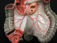 10 Mesenteries : mesenteries, small intestine, serosa, posterior abdominal wall