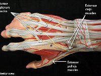 11 Extensor diditorum-carpi-pollicis-01 : extensor digitorum muscles, extensor carpi muscles, extensor pollicis muscles, forearm muscles