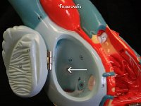 11 Fossa ovalis : fossa ovalis, interatrial septum, heart, internal structures