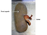 11 Renal capsule-ureter : renal capsule, ureter, kidney, sheep kidney