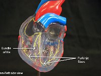 12 Bundle of his-Purkinje fibers : bundle of his, purkinje fibers, heart, conduction system