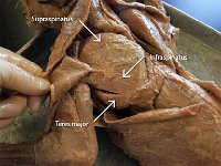 12 Suprapinatus-infraspinatus-teres major : supraspinatus, infraspinatus, teres major, cat muscular system