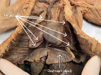 13 Lungs-Diaphram muscle-01 : lungs, diaphragm muscle, inhalation and exhalation, cat respiratory system