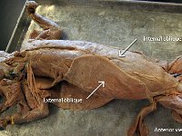 13 internal-external-oblique-01 : internal oblique, external oblique, abdominal muscle, cat muscular system