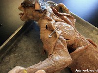 14 Deltoid group : deltoid group, upper limb muscles, cat muscular system