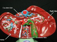 14 caudate-quadrate lobe-right-left lobe : caudate lobe, quadrate lobe, right lobe, left lobe