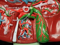 15 Common-hepatic-cystic duct-gall bladder : gall bladder, common bile duct, hepatic duct, cystic duct