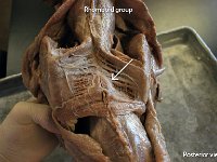 15 Rhomboid group : rhomboid group, rhomboid major and minor, chest and pelvic muscle, cat muscular system