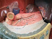 16 Pancreatc duct-pancreas-spleen-01 : pancreatic duct, pancreas, spleen, abdominal organ