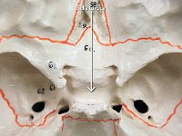 16 Sella turcica-01 : stella turcica, pituitary gland, cranial bone, skull