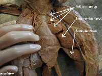 19 dductor group-semimembranosus-semitendinosus : abductor group, semimembranosus, semitendinosus, cat muscular system