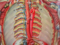 19 Azygous-01 : azygous, thorax, thoracic vertical column, veins of the neck and upper limbs