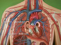 20 Cephallic-Basilic vein : cephalic vein, basilic vein, forearm, veins of the upper limbs