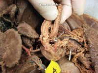 20 Pyloric sphincter : pyloric sphincter, pylorus, stomach, cat digestive system