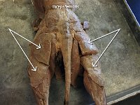 20 Biceps femoris : biceps femoris, thigh, lower limb muscle, cat muscular system