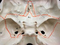 21 lesser wing : lesser wing, sphenoid bone, cranial bone, skull
